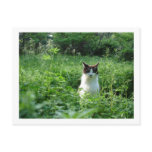 maine, coon, cats, housecats, pets, feline,