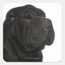 Shar Pei (1 year old) close-up Square Sticker