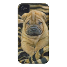 Shar-Pei 4 week old Pup iPhone 4 Case-Mate Case
