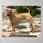 Shar-Pei Bone Mouth Posters
