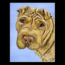 Shar Pei Dog Art - Aspen postcards