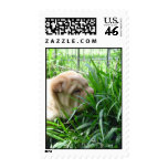 Shar-pei Puppy Postage postage