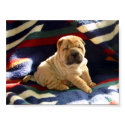 Shar-pei Puppy Poster posters