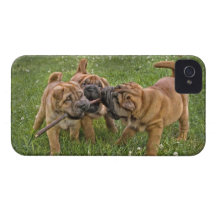 Shar-Pei Pups With Stick iPhone 4 Case-Mate Cases