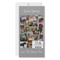 Shar Pei Rescue Xmas Card photo cards