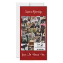 Shar Pei Rescue Xmas Card photo cards