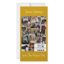 Shar Pei Rescue Xmas Card photo cards