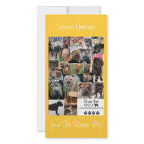 Shar Pei Rescue Xmas Card photo cards