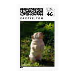 Shar-pei Sit Ups Stamp