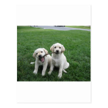Sharing Lab Puppies Postcard