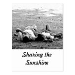Sharing the Sunshine Postcard