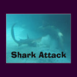 Shark Attack