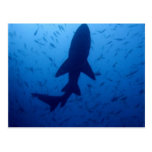 Shark Attack Postcard