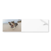 Shark Attack Simulation Bumper Stickers