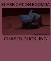 SHARK CAT ON ROOMBA CHASES DUCKLING t-shirts