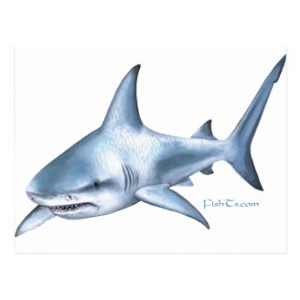 Shark Collection by FishTs.com Post Cards