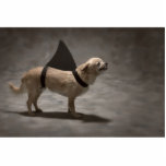 Shark Dog II Photo Sculpture