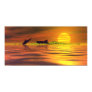 shark dolphin, morning, sun, shark hunting,