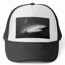 Shark hats