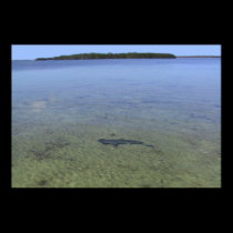 Shark in the Keys posters