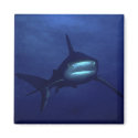Shark Magnet