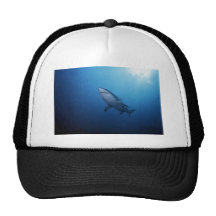 Shark Photo Mesh Hat