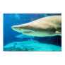 Shark Photo