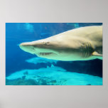 Shark Photo Posters