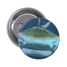 Shark pic buttons