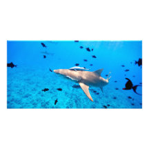 Shark Picture Card