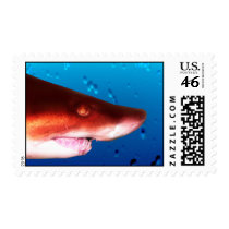 Shark stamps