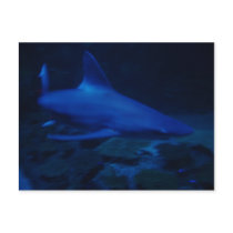 Shark postcards