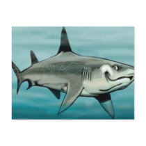 Shark postcards