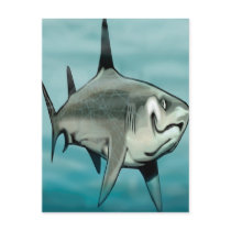 Shark postcards