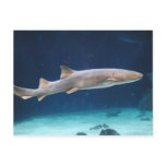 Shark  Postcard