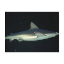 Shark postcards