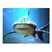 Shark Postcard