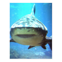 Shark Postcard
