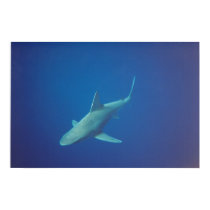 shark posters by kingrich45 shark posters