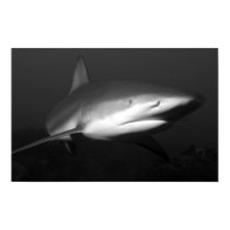 shark posters
