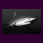 shark