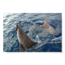 Shark posters