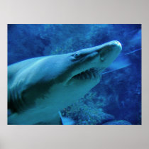Shark Posters