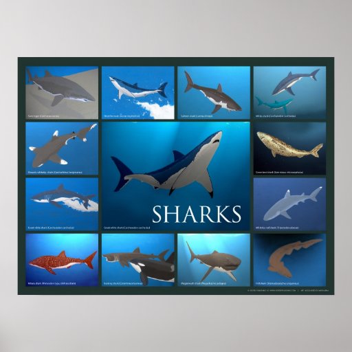 Shark Species Art Poster