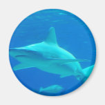 Shark Swimming Magnet