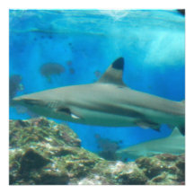 Shark with Reef Invitations