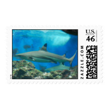 Shark with Reef Postage Stamp