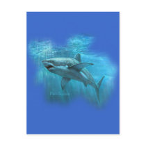Sharks Collection by FishTs.com postcards