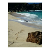 Shark's Cove print