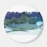 Sharks in Coral Reef Magnet